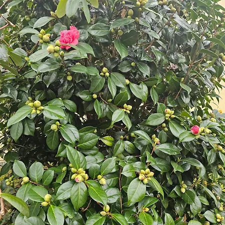 La Casa - Familal - 15min From Puy Dufou Ferienhaus Mauleon