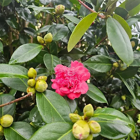 La Casa - Familal - 15min From Puy Dufou *