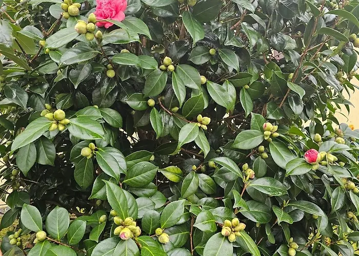 La Casa - Familal - 15min From Puy Dufou 度假居 Mauleon